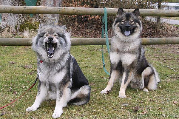 (Foto Goslar) Koerung Benno_14.03.2015_IMG_6813.png